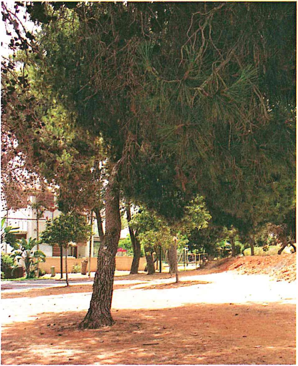 (חורשה בעיר שמטפח אגף הגינון).